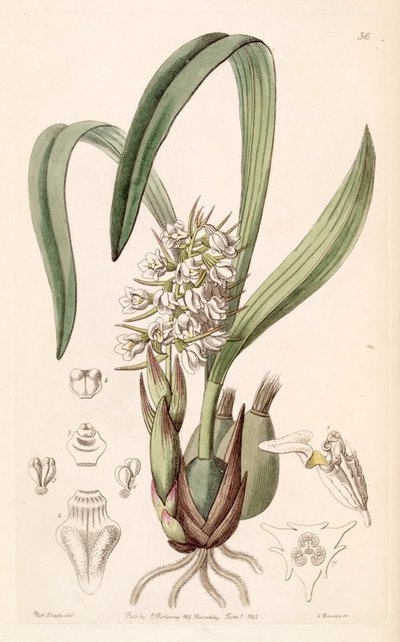 Coelia triptera von Miss Drake
